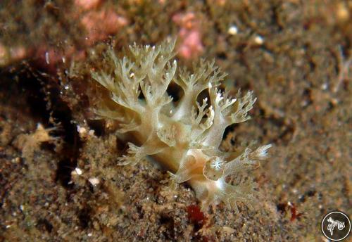 Tritonia sp. from Indonesia