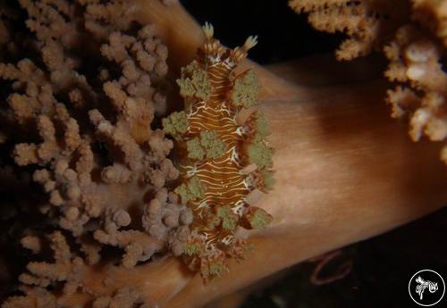 Marionia elongoviridis from Indonesia