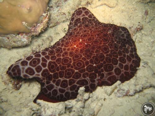 Pleurobranchus grandis from Malaysia