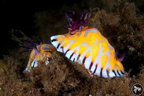 Goniobranchus roboi from Australia