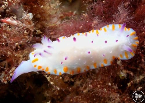 Mexichromis macropus from Australia