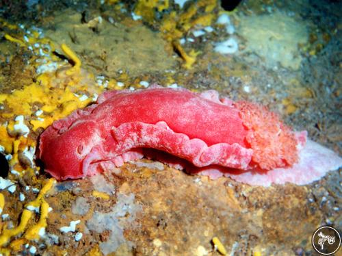 Hexabranchus sanguineus from Australia