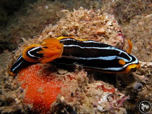 Chromodoris kuiteri from Australia