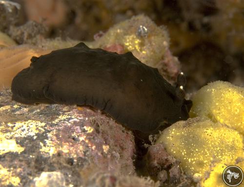 Hallaxa fuscescens from Bali, Indonesia