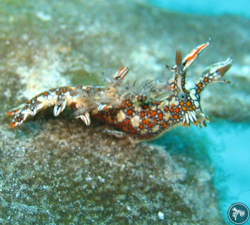 Bornella anguilla from Tanzania