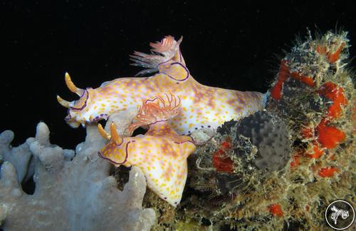 Ceratosoma gracillimum from Thailand