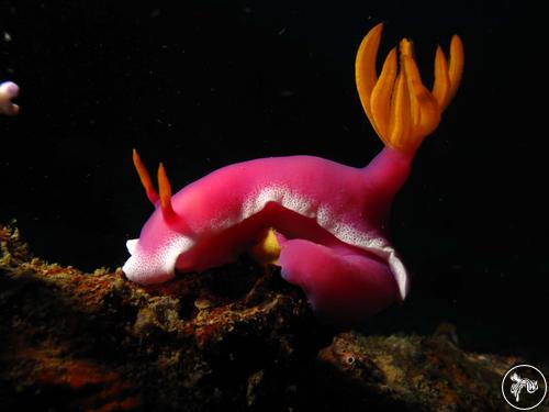 Hypselodoris apolegma from Indonesia