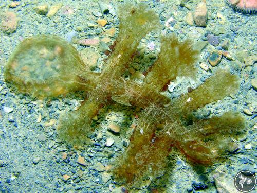 Melibe viridis from New Caledonia