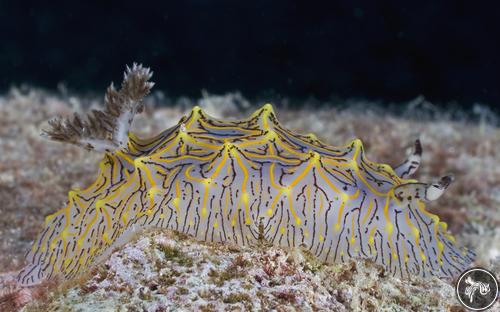 Halgerda willeyi from Thailand