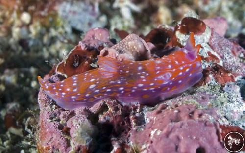 Gymnodoris sp. from Malaysia