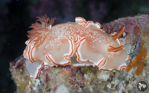 Glossodoris sp. from Myanmar