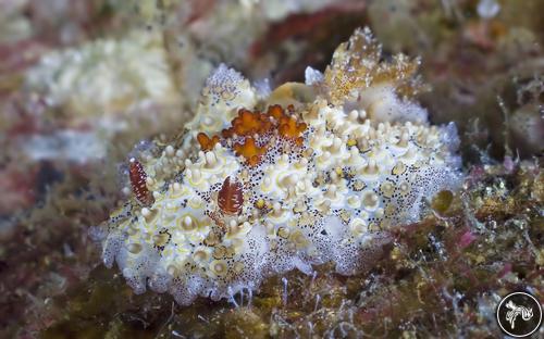 Carminodoris estrelyado from Myanmar