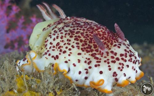 Goniobranchus reticulatus from Myanmar