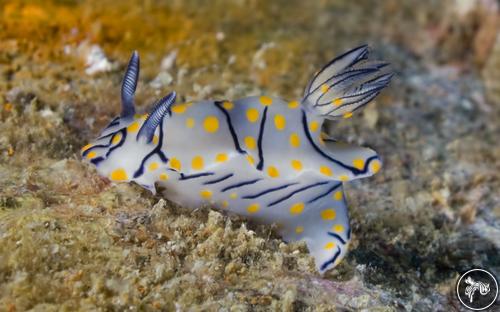 Hypselodoris sp. from Thailand