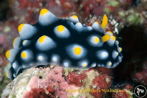 Phyllidia madangensis from Solomon Islands