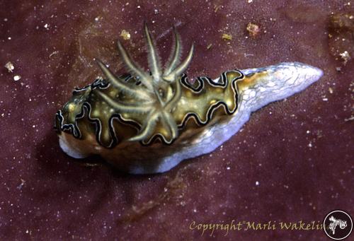 Glossodoris sp. from Indonesia