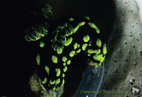 Nembrotha cristata from Indonesia