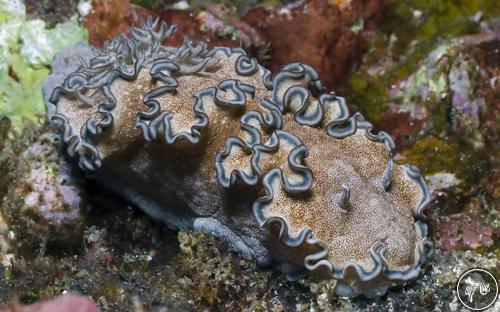 Glossodoris hikuerensis from Thailand