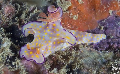 Ceratosoma trilobatum from Thailand