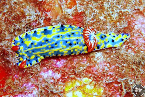 Hypselodoris infucata from Vietnam