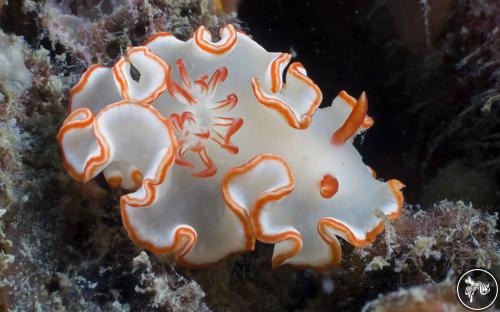 Ardeadoris symmetrica from Myanmar