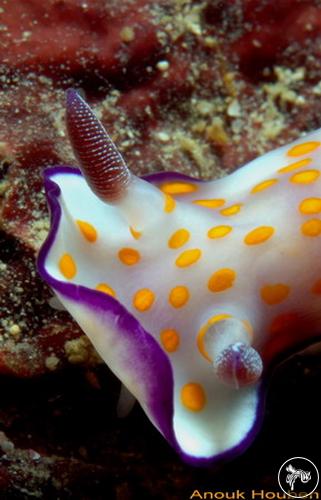 Hypselodoris pulchella from Sri Lanka