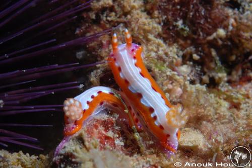 Hypselodoris maculosa from Sri Lanka