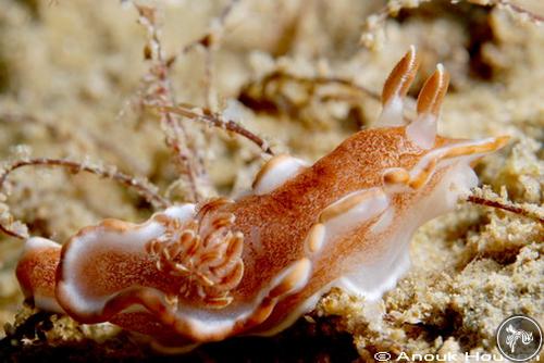 Glossodoris rufomarginata from Sri Lanka