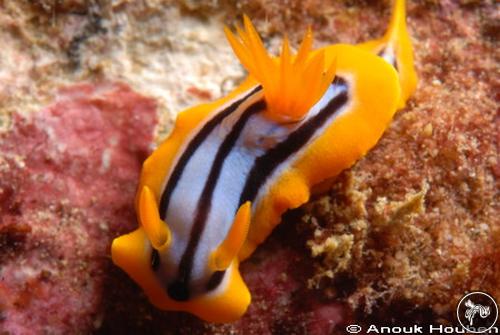 Chromodoris elisabethina from Sri Lanka