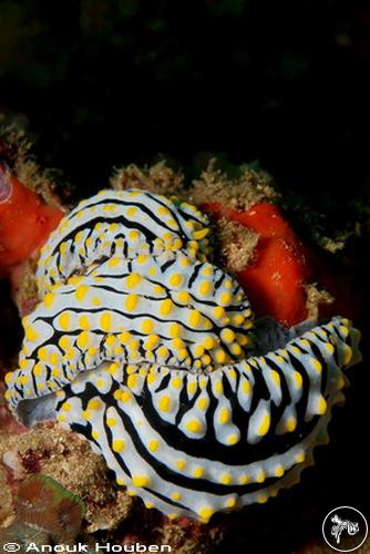 Phyllidia varicosa from Sri Lanka