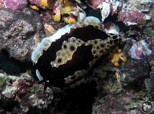 Pleurobranchus grandis from Palau