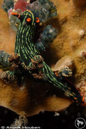 Nembrotha kubaryana from Philippines