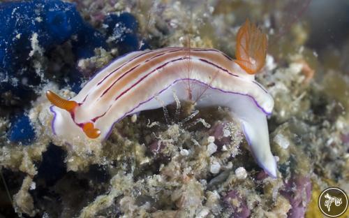 Hypselodoris emma from Malaysia