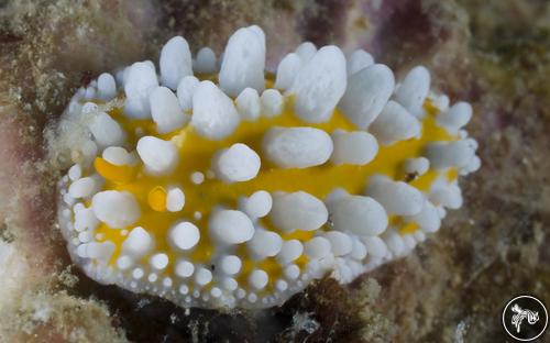 Phyllidia ocellata from Malaysia