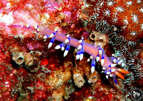 Coryphellina exoptata from Vietnam