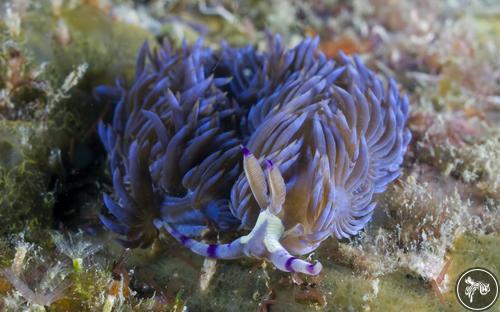 Pteraeolidia ianthina from Malaysia