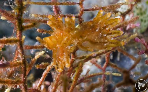 Eubranchus misakiensis from Manado, Indonesia