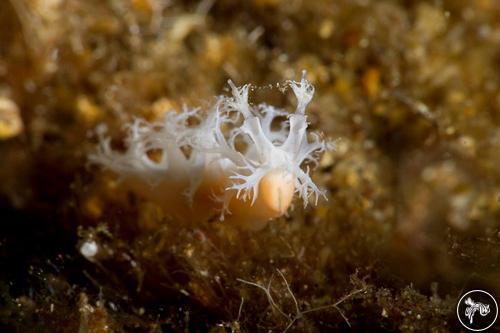 Tritonia sp. from Australia