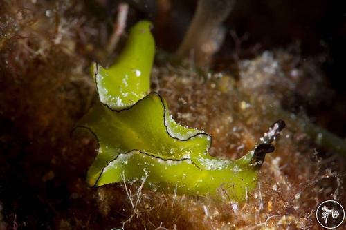 Elysia sp. from Australia