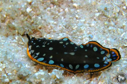 Unidentified lefteye flounders from Redang, Malaysia