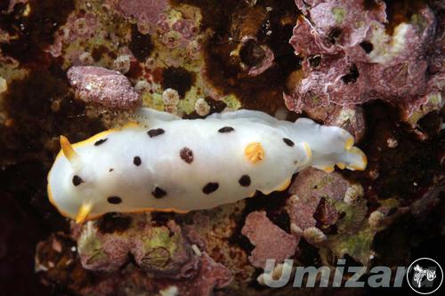 Chromodoris orientalis from Hong Kong