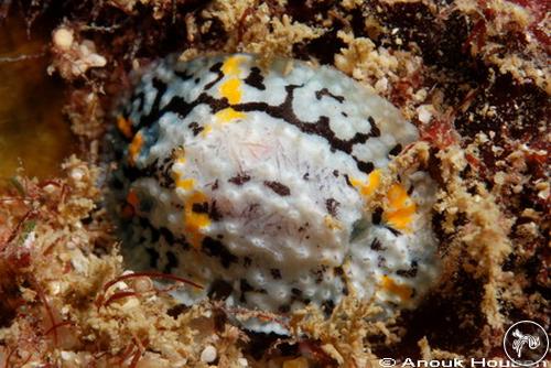 Aldisa andersoni from Weligama, Sri Lanka