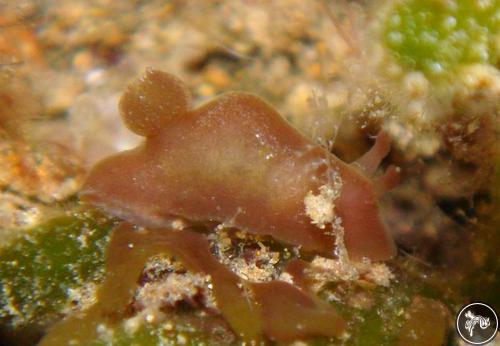 Hallaxa indecora from Anilao, Philippines