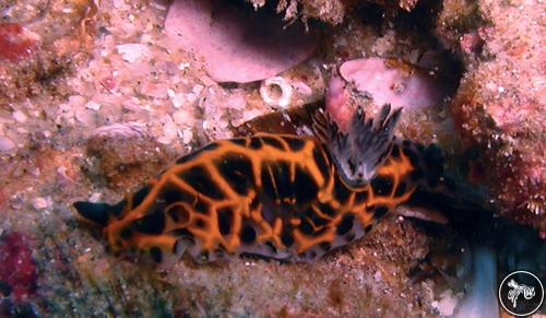 Halgerda wasinensis from Mozambique