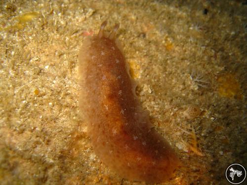 Dendrodoris elongata from Saipan, Nthn. Mariana Islands