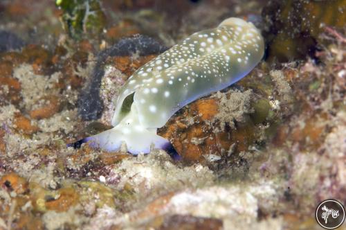 Plakobranchus ocellatus from PNG