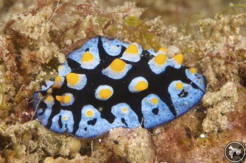 Phyllidia picta from PNG