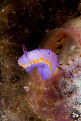 Mexichromis macropus from Australia