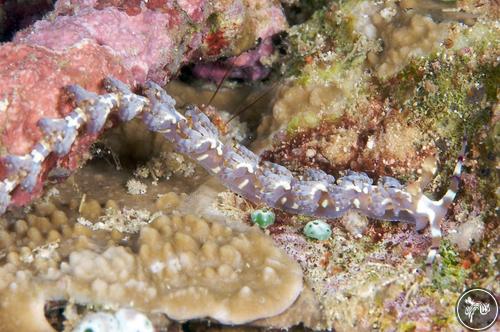 Pteraeolidia ianthina from PNG