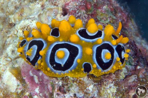 Phyllidia ocellata from Australia